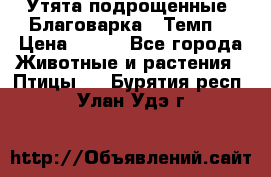 Утята подрощенные “Благоварка“,“Темп“ › Цена ­ 100 - Все города Животные и растения » Птицы   . Бурятия респ.,Улан-Удэ г.